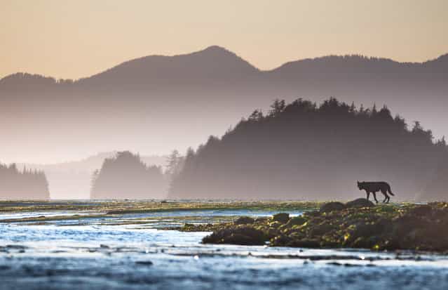 [Pacific Northwest Black Wolf: A black wolf on the mudflats off Meares Island in Clayoquot Sound UNESCO Biosphere Reserve on the remote west coast of Vancouver Island. The photo was taken shortly before sunset from a sea kayak]. (Photo and comment by Sander Jain/National Geographic Photo Contest via The Atlantic)