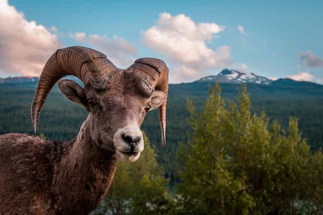 [Bold Ram: This rocky mountain big horn sheep ram was bold enough to allow me to approach him and snap this shot before he lost interest in me and rejoined his herd]. (Photo and comment by Scott Trageser/National Geographic Photo Contest via The Atlantic)