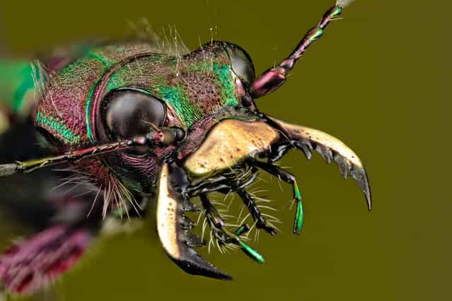 Cicindela campestris (Linnaeus, 1758). (Andrea Hallgass)