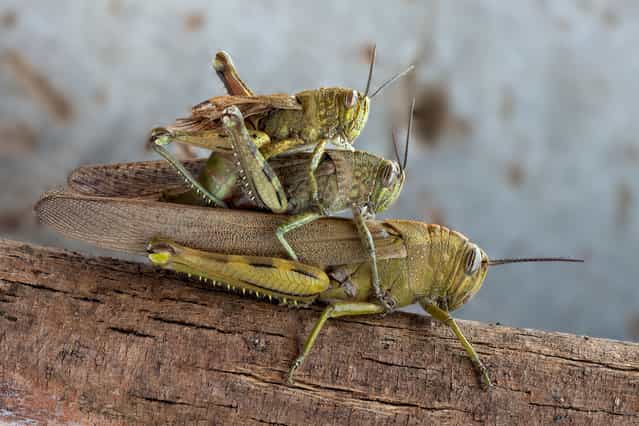 Anacridium aegyptium (Linnaeus, 1764). (Andrea Hallgass)