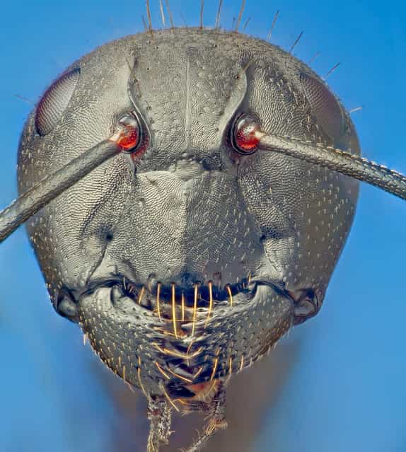 Camponotus vagus (Scopoli, 1763). (Andrea Hallgass)