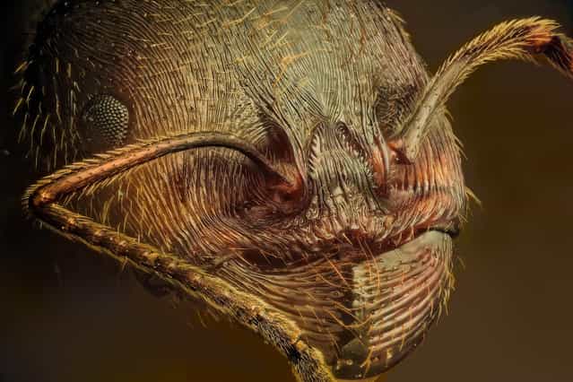Messor cf. structor (Latreille, 1798) – (operaia maior). (Andrea Hallgass)