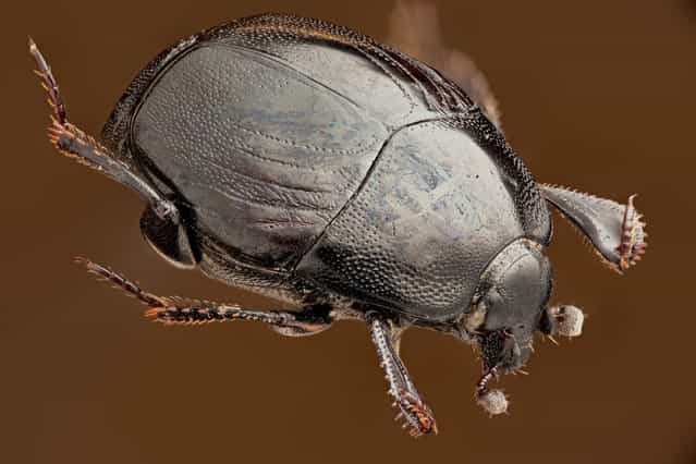 Saprinus subnitescens (Bickhardt, 1909). (Andrea Hallgass)