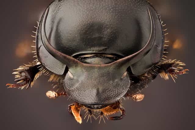 Onthophagus taurus ♂ (Schreber, 1759). (Andrea Hallgass)
