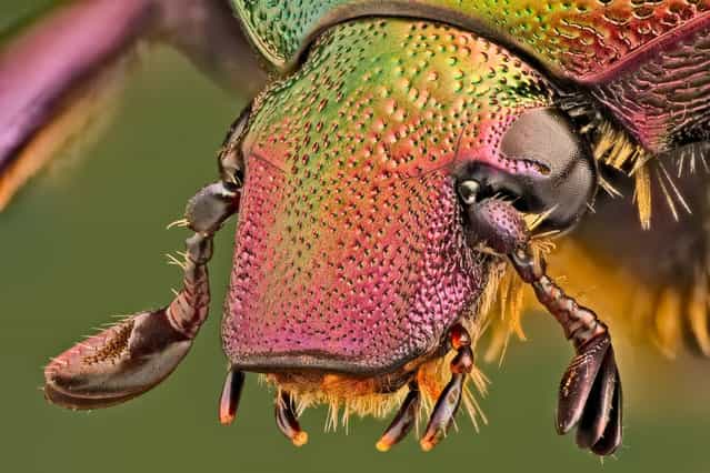 Potosia cuprea (Fabricius, 1775). (Andrea Hallgass)