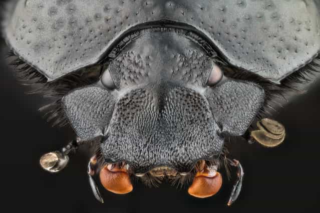 Scarabaeus semipunctatus (Fabricius, 1792). (Andrea Hallgass)