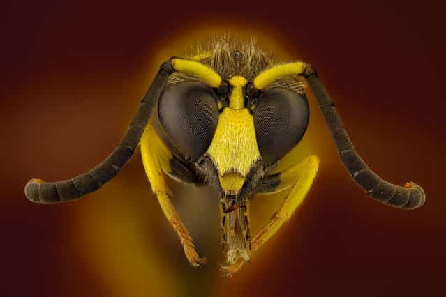 Eumenes sp. (Latreille, 1802). (Andrea Hallgass)