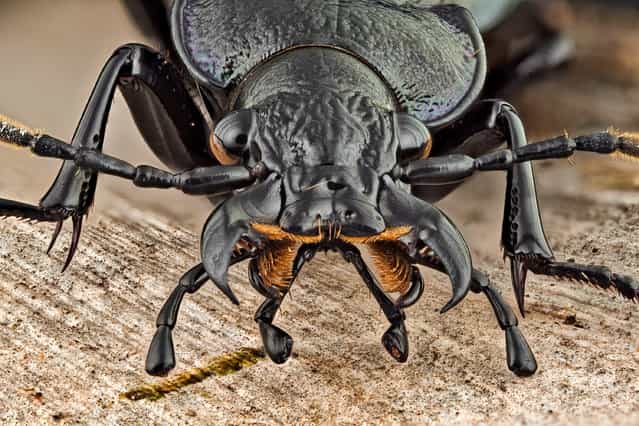 Carabus (Archicarabus) rossii (Dejean, 1826). (Andrea Hallgass)