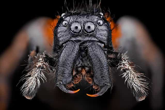 Philaeus chrysops ♂ (Poda, 1761). (Andrea Hallgass)