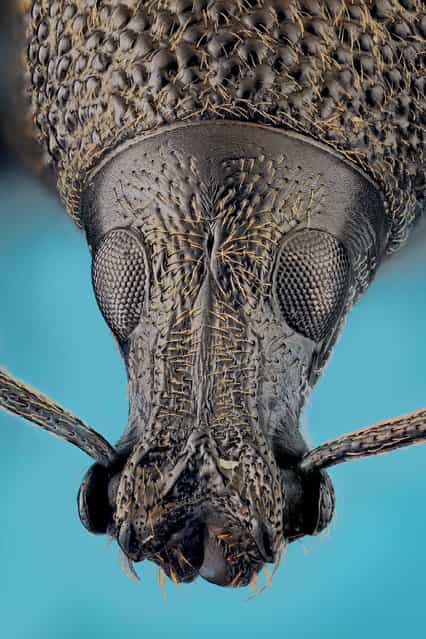 Otiorhynchus sp. (Germar 1822). (Andrea Hallgass)
