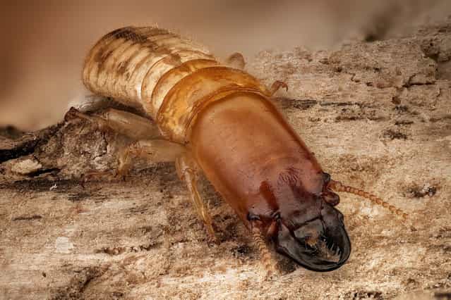 Kalotermes flavicollis (soldier) (Fabricius, 1793). (Andrea Hallgass)