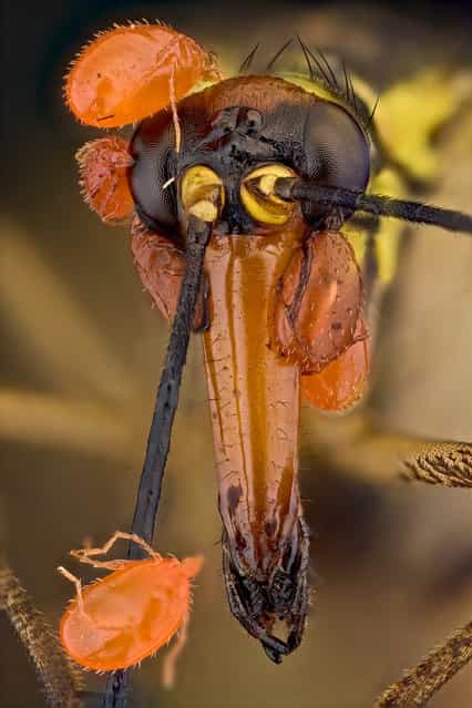 Panorpa & Mites. (Andrea Hallgass)