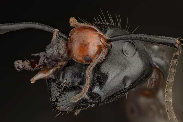 [The last challenge. I found this Camponotus vagus with the remains of a Crematogaster scutellaris still hanging as a trophy to its antenna]. (Andrea Hallgass)