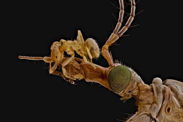 Crane flies hunter. (Andrea Hallgass)
