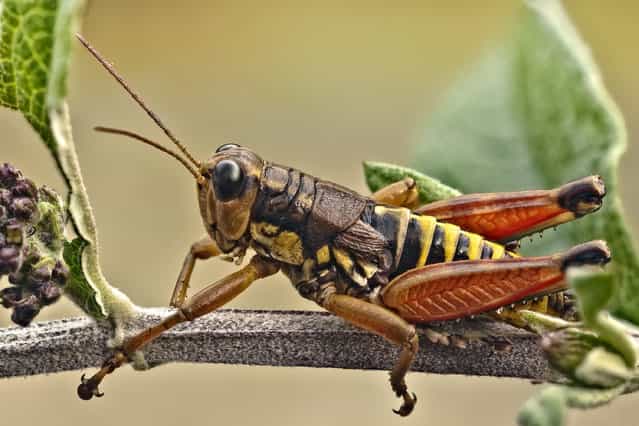 Podisma pedestris (Linnaeus, 1758). (Andrea Hallgass)