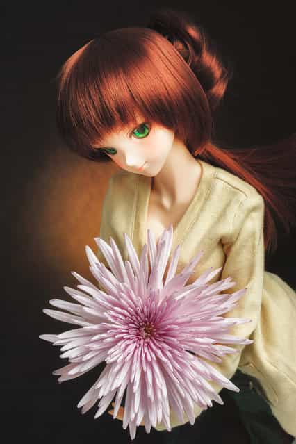 Dolls. One week, One flower No.25 -Mum-. (Suzuhico)
