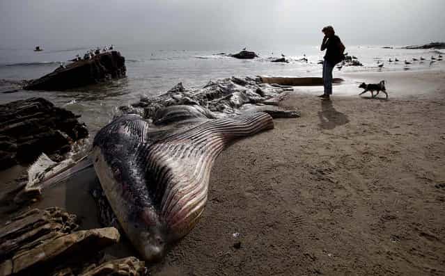 A woman walks her dog past a dead young male fin whale that washed up Monday between the Paradise Cove and Point Dume areas of Malibu, California, December 6, 2012. The rotting carcass near celebrity homes is causing a gigantic cleanup problem as authorities try to decide who's responsible for getting rid of it. (Photo by Nick Ut/Associated Press)