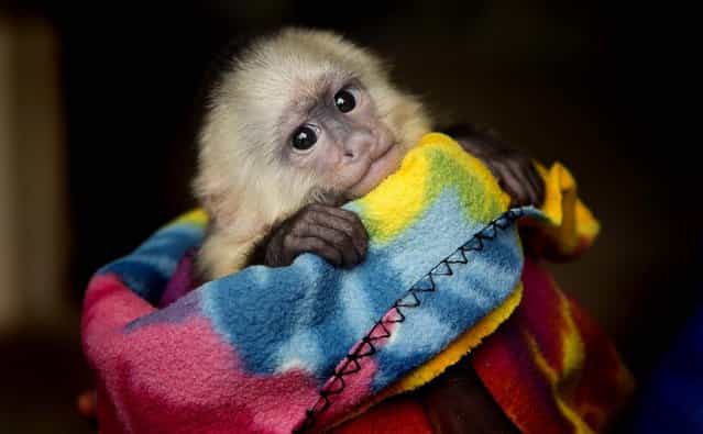 Oliver, a three-month-old white faced capuchin monkey and Miami's Jungle Island newest baby, is shown to the public December 2, 2012. (Photo by J. Pat Carter/Associated Press)