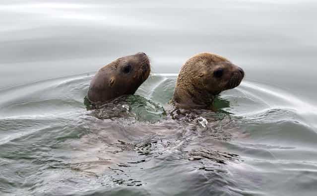 One-year old sea lions named Alex and Camilo swim in the ocean after being released into the wild in Lima, Peru, December 6, 2012. The sea lions were rehabilitated by Peru's Organization for Research and Conservation of Aquatic Animals after being found injured one month ago on a Lima beach. (Photo by Martin Mejia/Associated Press)