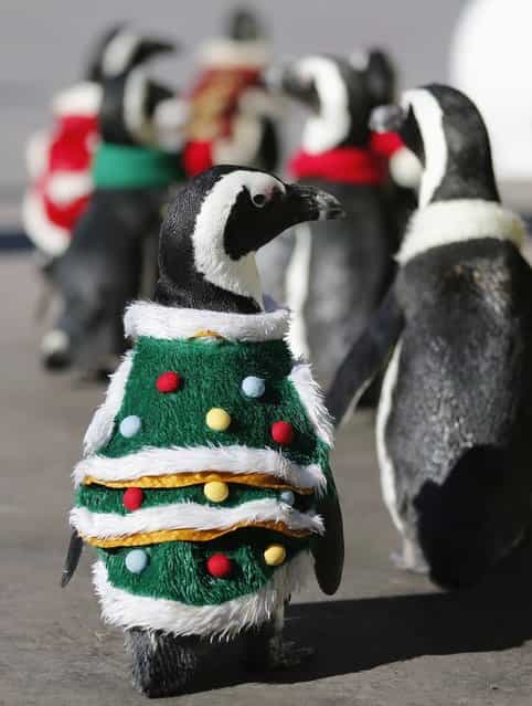 Penguins wearing Christmas-themed outfits waddle around during a holiday event at Hakkeijima Sea Paradise in Tokyo on November 27, 2012. (Photo by Yuriko Nakao/Reuters)