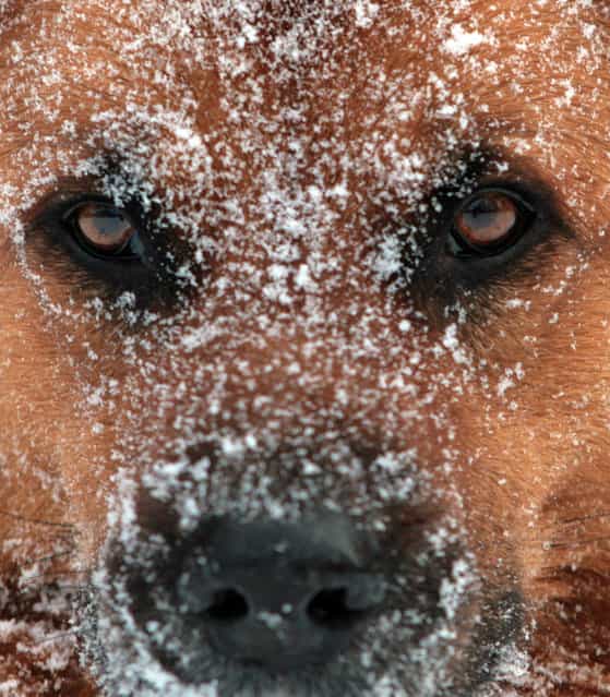 A dog has his face covered in snowflakes in Auetal, western Germany, December 12, 2012. Meteorologists forecast ongoing winter weather for the following days in the region. (Photo by Ole Spata)