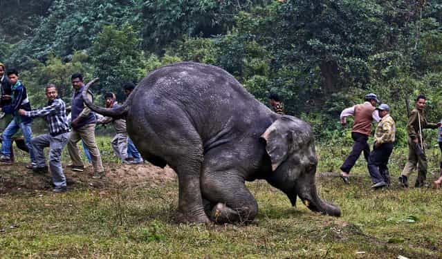 A crowd gathers to watch an injured wild elephant struggle to stand December 10, 2012. The animal was attacked by poachers last week in the Pancharatna hills in Assam, India. Poachers cut off the elephant's two tusks and tail, but the elephant is expected to survive according to local animal officials. (Photo by Anupam Nath/Associated Press)