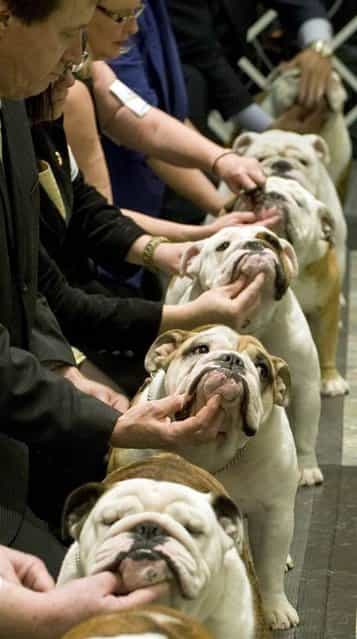 A line of male bulldogs are judged at the Bulldog Club of America's 118th National Speciality Show in Costa Mesa, Calif., on November 24, 2012. (Photo by Mindy Schauer/Zuma Press)