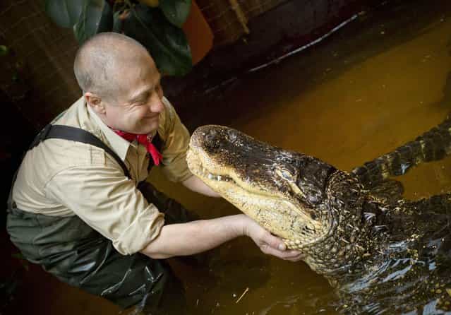 Orazio Martino poses with his 23-year-old Mississippi alligator Blacky in his private a basin on December 4, 2012 at his house in Dietzenbach, center Germany. With his private zoo and its exotic shows, the former pizza chef is known throughout Germany. (Photo by Frank Rumpenhorst/AFP Photo)