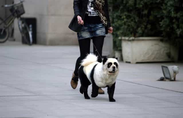 A dog dyed to look like a panda walks on a street in China on November 24, 2012. (Photo by Chinafotopress via Zuma Press)