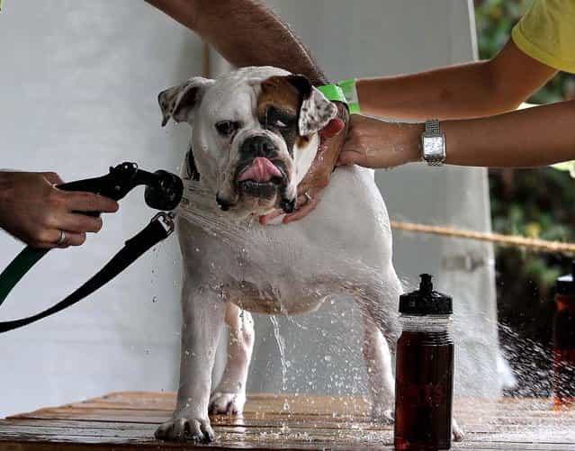 Volunteers give Beemer, a bulldog-boxer mix owned by Veronica Lusignan of Delray Beach, a bath at the 25th Anniversary Celebrity Dog Wash & Winter Wonderland at Carlin Park in Jupiter. (Photo by Taylor Jones/The Palm Beach Post)