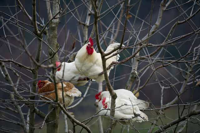 A picture made available on 26 November 2012 shows chickens siting in a cherry tree at a farm in Ibach, Switzerland, 25 November 2012. (Photo by Sigi Tischler/EPA)