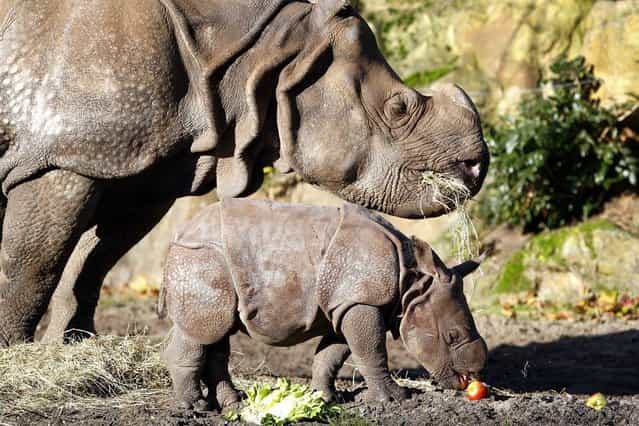 Rhinoceros baby Zwatra walks outside for the first time with her mother Namaste at the Rotterdam Zoo in the Netherlands, on November 28. The baby was born on November 3, 2012. (Photo by Bas Czerwinski/EPA)