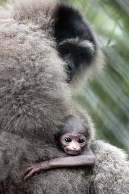 A two week old baby Owa Jawa monkey (Hylobates moloch) clings onto its mother at their cage in Bali Zoo in Gianyar, Bali, Indonesia, 03 December 2012. Illegal poaching and dwindling habitat has caused the population of Owa Jawa monkeys to fall drastically. The species can only be found in certain areas of West Java, Indonesia. (Photo by Made Nagi/EPA)