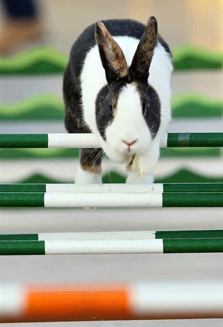 A rabbit jumps over hurdles at the 27th EE-European Show in Leipzig, eastern Germany, on December 7. Small animal breeders from all over the world presented an overall 95,000 animals at the event, among them bantams, chickens, pigeons and rabbits. (Photo by Jan Woitas/AFP Photo)