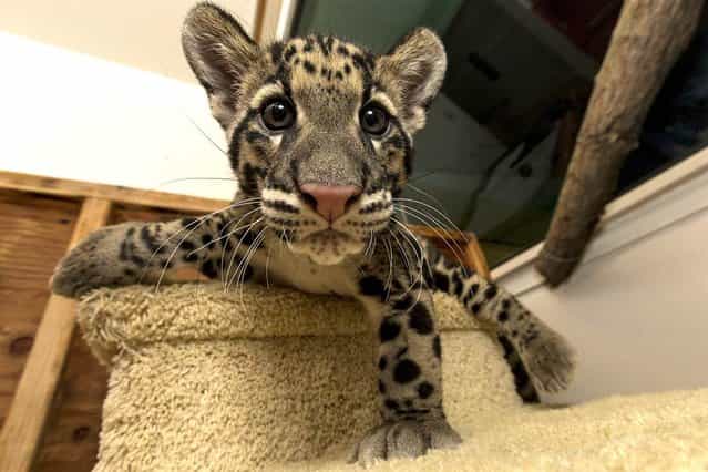 Riki-san, a 14-week-old clouded leopard, is pictured in this handout photo from the San Diego Zoo, taken on Dec. 6. The male cub and his brother (not pictured) arrived earlier this week from the Nashville Zoo, where a very successful breeding program has helped to increase the population of this critically endangered species. (Photo by Handout/Reuters)