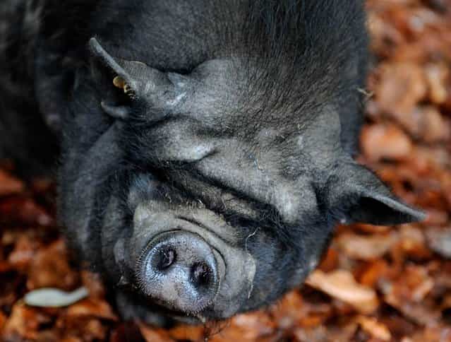 A pot-bellied pig looks into the camera at [Schwarze Berge] animal park, in Rosengarten, Germany, on December 4, 2012. (Photo by Axel Heimken/AFP Photo)