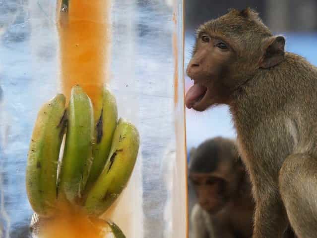 A monkey licks a block of ice with frozen fruit inside during the annual Monkey Buffet Festival, in front of the Phra Prang Sam Yot temple in Bangkok, Thailand, on November 25, 2012. (Photo by Chaiwat Subprasom/Reuters)