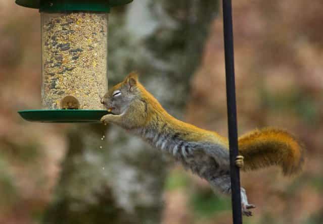 A red squirrel reaches for a birdfeeder hung from a wire to get the seeds December 1, 2012 in Hudson, Wisconsin. The battle goes on year round as bird lovers try various techniques to keep the squirrels from robbing the feeders and scaring the birds away. (Photo by Karen Bleier/AFP Photo)