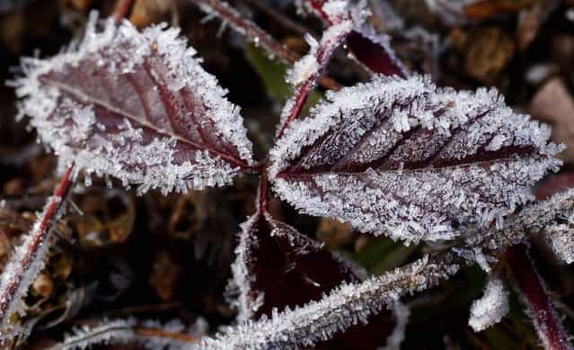 After a cold night, frost covers plants in a field in Forestburgh, N.Y., December 12, 2012. (Photo by Tom Bushey/Times Herald-Record)
