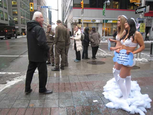 People walk by PETA protesters Emily Lavender (R) and Nives Brkic scantily clad in angel outfits as they urged shoppers in Ottawa, Ontario on December 10, 2012 not buy fur this Christmas. Wearing nothing but lacy white lingerie, wings, and halos,the two PETA [angels] held signs that read, [Be an Angel: Don't Wear Animals], to encourage Ottawa shoppers to leave fur, leather, wool, down, and exotic skins off their shopping lists. (Photo by Michel Comte/AFP Photo)