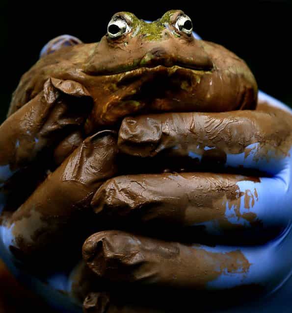 More than 17,500 animals, including this bullfrog and birds, fish, mammals, reptiles and amphibians, are counted in the annual stock take at the London Zoo January 3, 2013. (Photo by Kirsty Wigglesworth/Associated Press)