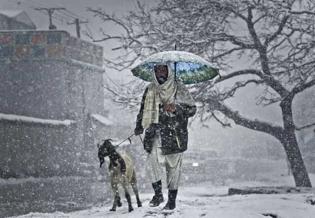 An Afghan man walks with his goat in Kabul, Afghanistan, Decemmber 27, 2012. Temperatures dropped to 1 degrees Celsius (34 Fahrenheit) in Kabul. (Photo by Ahamd Jamshid/AP Photo)
