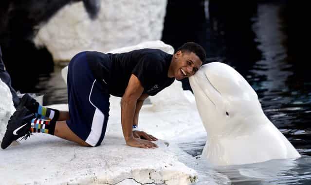 BYU defensive back Preston Hadley receives a kiss from a beluga whale during the team's Poinsettia Bowl visit to Sea World in San Diego, December 17, 2012. (Photo by Lenny Ignelzi/Associated Press)