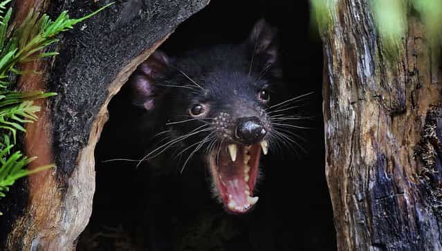 Big John the Tasmanian devil growls from the confines of his new tree house as he makes his first appearance at the Wild Life Sydney Zoo after arriving in his new home, December 21, 2012. The Tasmanian devil is the largest carnivorous marsupial in the world. (Photo by 
Rob Griffith/Associated Press)