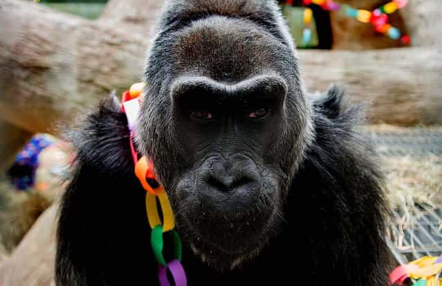 56-year-old Colo celebrates her birthday at the Columbus Zoo and Aquarium in Columbus, Ohio, December 22, 2012. Colo is the oldest gorilla in any Zoo. (Photo by Grahm S. Jones/Columbus Zoo and Aquarium)