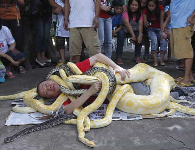 A man is seen wrapped with pythons, some which include the Albino Burmese Python, as part of a show celebrating the coming Year of the Snake in the Chinese calendar, while spectators look on, in Malabon city, north of Manila, Philippines, December 28, 2012. (Photo by Romeo Ranoco/Reuters)