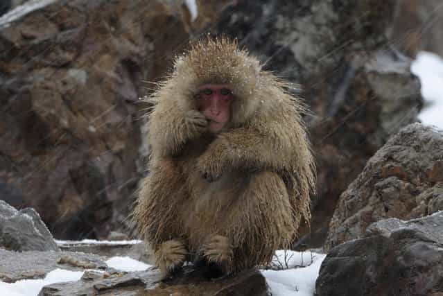 A baby Japanese Macaque, or snow monkey, eats during a snowfall at a wildlife Zoo in Hefei, Anhui province, China, December 26, 2012. A fresh cold snap will hit most parts of China in the coming three days, according to the National Meteorological Center's forecast on Wednesday, Xinhua News Agency reported. (Photo by Reuters/Stringer)