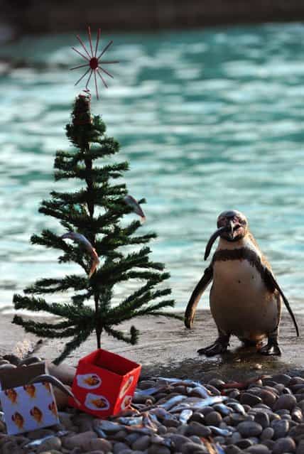 A penguin eats a fish next to a Christmas tree at the London Zoo in England on December 12, 2012. (Photo by Carl Court/AFP Photo)