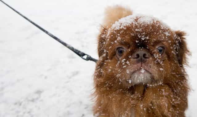 Snow covered dog Peggy looks on during snowfall in Berlin on December 22, 2012. (Photo by Johannes Eisele/AFP Photo)