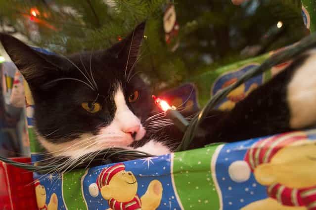 A domestic cat named Scooter watches a light closely as he relaxes in a wrapped box under a Christmas tree. (Photo by Robin Loznak/Zuma Press)